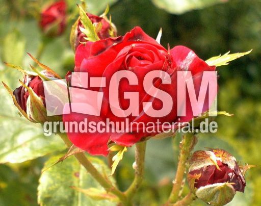 Rose-4.jpg
